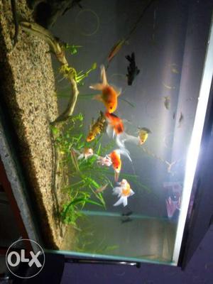 Red shubanki and gold fish