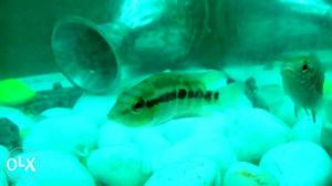 Salvini cichlid