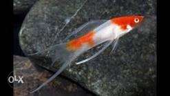 Santaclause swordtail fish