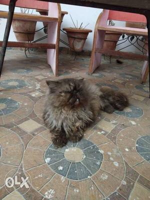 Sell my extreme puch face persian male