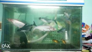 Shark 6 no for sale