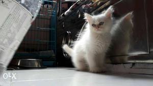 Short-coated White Kitten