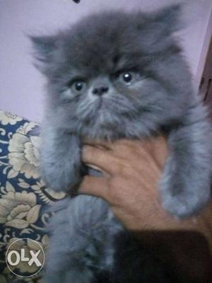 Short-fur Black And Gray Kitten