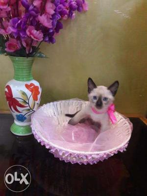 Siamese kittens available