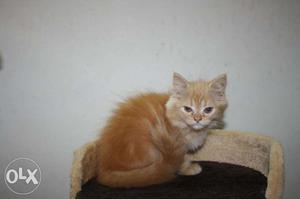 Snow white and other colour persian kittens available