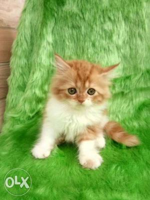 So very cute Persian kitten for sale cash on