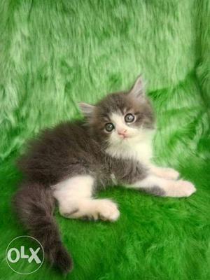 So very cute Persian kitten for sale cash on