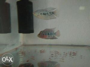 Srd Flower horn fish with head pop size 3 inch