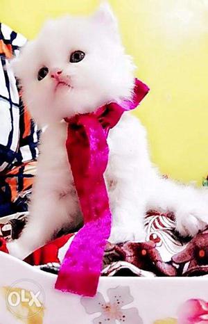 Starting price 10k to 15k Persian kitten for sale