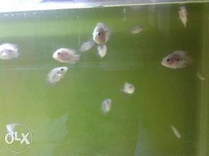 Top graded flower horn for low price