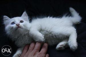 Trained persian kittens availabe