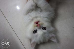 Triple fur coated persian kittens available