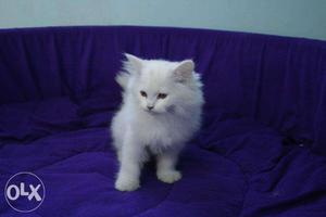 Triple fur coated persian kittens available