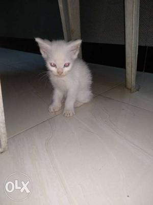 Turkish cat, cross breed, toilet trained