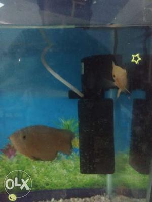 Two Oscar Fishes