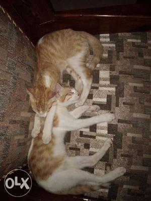 Two White And Brown Tabby Cats