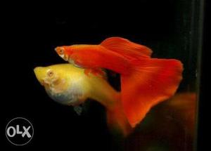 Two Yellow And Red Guppy Fish