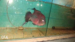 Urgent flower horn fish for sale