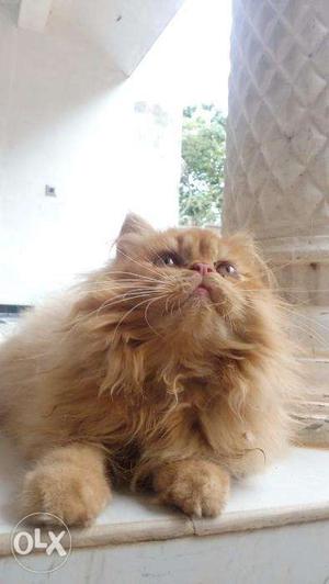 Vaccination complete Persian kitten for sale cash