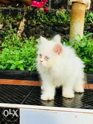 Very beautiful and intelligent Persian kitten for