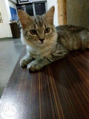 Want to sale urgently