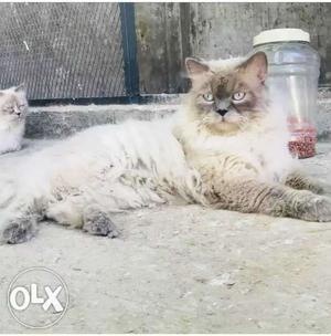 Want to sell my persian male