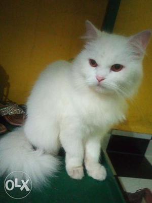 Whaite pershian cat 1.5 year urgently slae