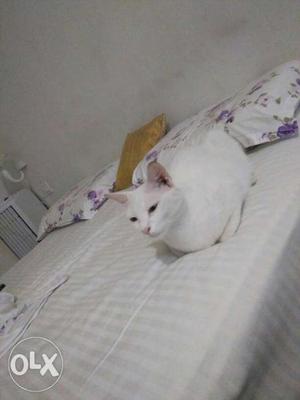 White Cat In Coimbatore