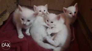 White Kittens