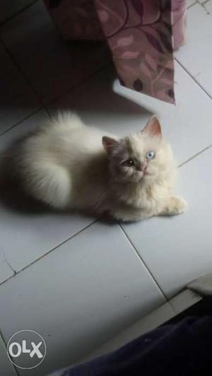 White Persian kitten female with an odd eye, 3 months old
