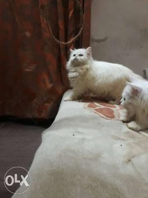 White persian kitten pair
