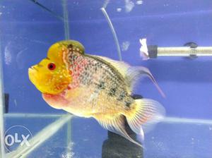 Yellow And Gray Flowerhorn Cichlid