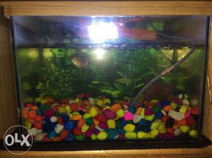 1.5 fish tank one florin 2 inch 5kg send and