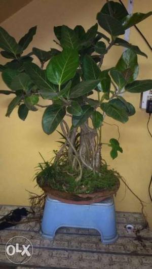 15 years old bonsai with nice shape.. it has