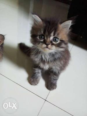 2 Months old Persian kittens pair for Sale Make a