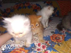 2 male nd 2 female Persian kitten 2month old