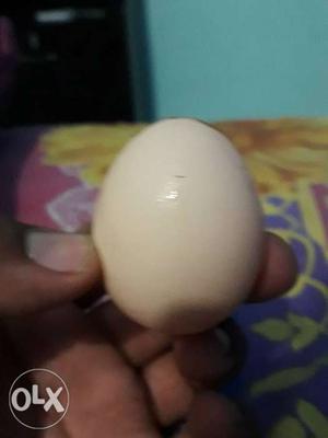 240 rupee darzen original hen desi egg