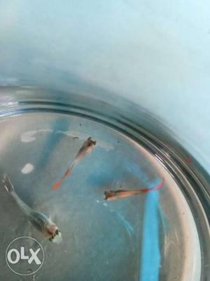 3 guppy for sale only 30rupees