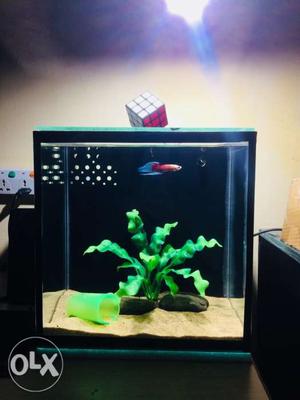 3 in 1 betta fish tank with in built sump
