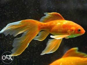 3 light orange carp