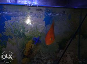 3 red cichlids fish for sale