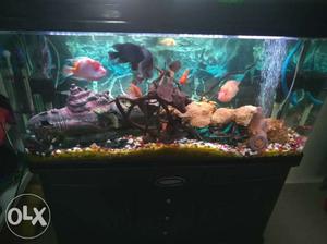 4 ft fish tank with 6 multi color led light. All