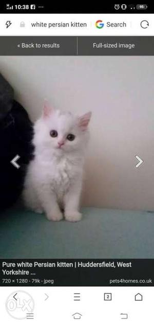 4 pure Persian kitten for sale... golden white &