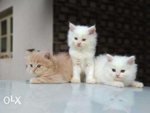 45 days Persian Kitten
