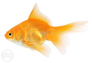 5 ordinay goldfish, medium size 4 males and 1