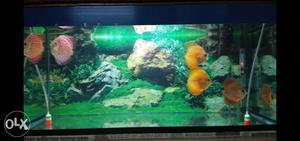 6 piece Discus Fish 3 inch 4 piece & 1.5 inch 2 piece