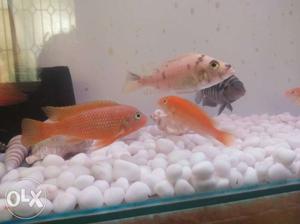 7 African Cichlid All Big Size Urgent Sell