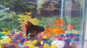 7 Fish In Fish Tank
