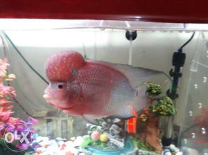 7 Inch Male Flowerhorn, Bright Colour, Active and Healthy