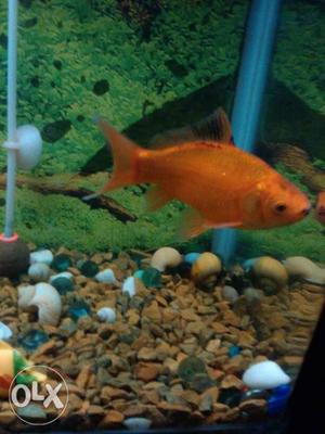 7 inch short tail orange goldfish